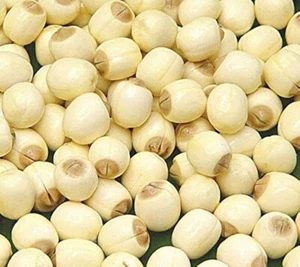 Bio essbare ganze getrocknete Lotus Samen vegan vegetarisch Pabdi Nüsse Snacks - Bild 1 von 1