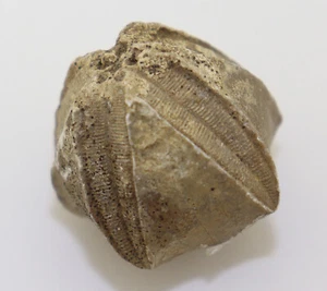 Blastoid, Pentremites cherokeeus, Karbon, White County, Tennessee, USA -L311 - Picture 1 of 6