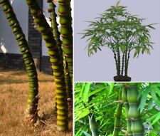 Buddha Bambus exotische duftende Pflanzen für die Wohnung drinnen Zimmerpflanze