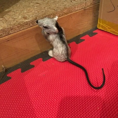 Dunhung Realistic 4 inch Rat Made of Real Sheep Fur Sitting standing up MS02 - Image 1 of 4