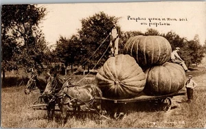 RPPC Übertriebene Kürbisse Landwirtschaft Vintage Postkarte 1910 KE12 - Bild 1 von 2