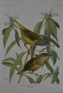 Antiguo arte de aves ornitología aves de Nueva York Connecticut curruca 1923 historia - Imagen 1 de 8