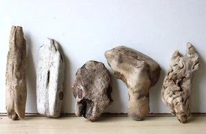 Treibholz Schwemmholz Driftwood 5 knorrige Hölzer Basteln 16 - 26 cm - Bild 1 von 11
