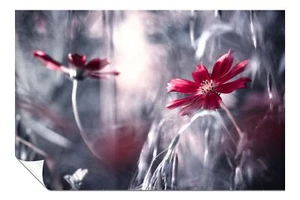 Póster artístico reflejo flor margarita roja arte de pared decoración del hogar - Imagen 1 de 4