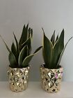 Sansevieria - Snake Plant | Potted Indoor Plant | 30-40Cm With Gold Pots X2