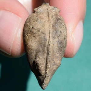Devonian 3D Bivalve Fossil | Bolivia | Authentic Prehistoric Specimen - Picture 1 of 18