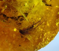 FOSSIL raw baltic amber stone rare genuine insect inclusion (i1115