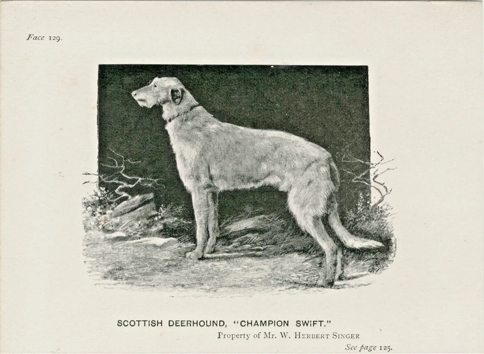 SCOTTISH DEERHOUND NAMED DOG LITTLE ANTIQUE 1895 DOG ART PRINT - Image 1 of 1