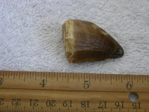 Dinosaur tooth bigger Mosasaurus 1.5-2 inch SA93 - Picture 1 of 2