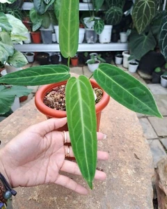 Anthurium Warocqueanum compra 5 1 planta gratis - Imagen 1 de 2
