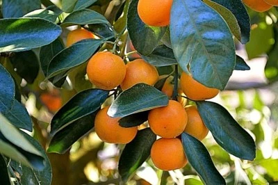 PURE MANDARIN ESSENTIAL OIL CITRUS RETICULATA BLANCO NATURAL ARTISANAL INDIAN - Image 1 of 3