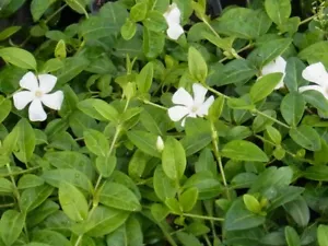 Bodendecker Kleinblättriges Immergrün Vinca minor Alba 5-7 Triebe - Bild 1 von 4