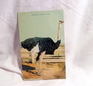 Cawston Ostrich Farm Pasadena California Antique Postcard Unused . - Bild 1 von 2