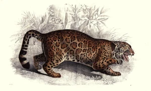 Raubkatze, Jaguar. Altcolorierte Lithografie Extragroß von 1851 - Picture 1 of 2