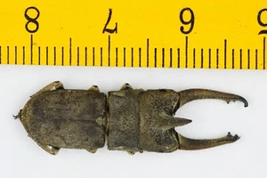 BEETLE - LUCANIDAE - Gnaphaloryx perforatus (29mm+) - MALAYSIA - 9847 - Picture 1 of 1
