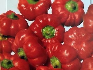 20 Samen  Paprika Topepo Rosso süß u. scharf Peperone - Bild 1 von 7