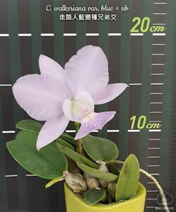 Orchid Orchidee Cattleya walkeriana var. blue × sib (21 Sr)