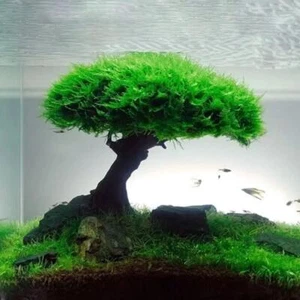 Moosbaum Aquarium Aquarium Treibholz Deko Bonsai Deko Landschaftsbau kein Moos - Bild 1 von 15