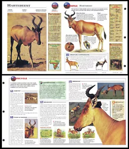 Fold-Out Sheet - Hartebeest - 223 - Picture 1 of 1