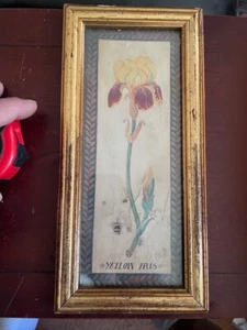Lovely Vintage Framed Watercolour yellow Iris - Picture 1 of 4