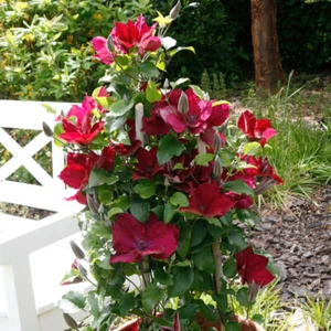 Clematis 'Boulevard Nubia'. 9cm Plant x 2. Red flowers. Climbing perennial. - Picture 1 of 4