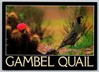 Gambel Quail Bird and Cactus Postcard