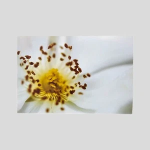 White Flower Close Up Photographic Art Print 6x4 - Picture 1 of 1