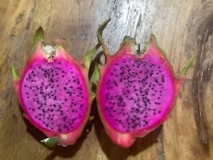 Aztec Gem Dragon fruit plant x3 cuttings - Picture 1 of 1