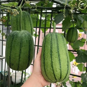 Apple Luffa Seeds - Muop Tao, Rare Heirloom Non-GMO Vegetable - Picture 1 of 8