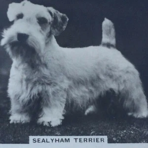 Senior Service Cigarette Card - 'Dogs' - No. 5 - Sealyham Terrier - cute photo - Picture 1 of 3