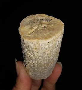 TRONCO DE MADERA PETRIFICADA EN BRUTO, MADERA FÓSIL DE JAVA, INDONESIA, 60 MM - Imagen 1 de 7