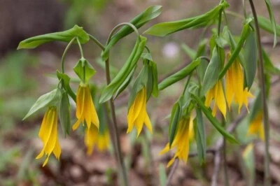 Bellflower Plant 50 Plants Uvularia Grandiflora Perennial Bare Root Live Garden - Image 1 of 3