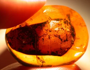 Beautiful Large Hymenaea Leaf with Homopteran in Dominican Amber Fossil Gemstone - Picture 1 of 10