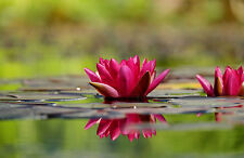 Water Lily Flower Blossom Reflection Bloom Fuschia Red - 17"x22" Art Print-00007