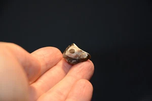 Donnerkeil Belemniten im Stein Einschluss Fossil Hiddensee Ostsee - Bild 1 von 18