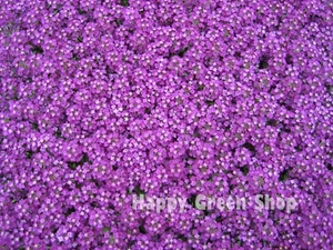 ALYSSUM ROYAL CARPET - 1600 SEEDS - Lobularia Maritima - CARPET FORMING FLOWERS - Picture 1 of 2
