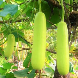 Semillas de calabaza botella calabaza | Long Lauki Dudhi Opo melón amargo calabaza asiática 2025 - Imagen 1 de 9