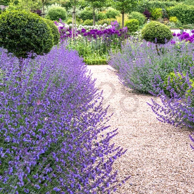 CATMINT Nepeta Live Perennial Plant Plug - 0 Maintenance Lavender Substitute 🕊️ - Image 1 of 4