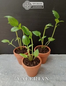 3 Valerian Plants - Valeriana officinalis - Live Herb Plants - Cat's Valerian - Picture 1 of 12