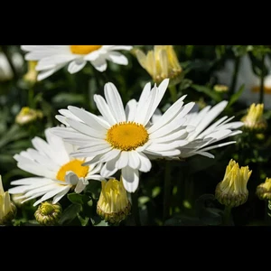 Leucanthemum x superb.'Polaris', gen. - Garten-Margerite 'Polaris' - 9cm Topf - Bild 1 von 2