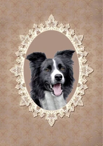 BORDER COLLIE CHARMANT HUNDE GRÜSSE NOTIZKARTE SCHÖNER KOPF STUDIE - Bild 1 von 1
