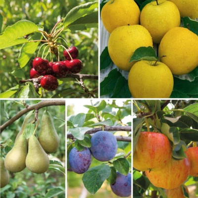 T&M Mini Fruit Tree Patio Garden Plant Apples Pears Cherries Plums 9cm Potted - Image 1 of 4