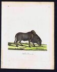 Indian Ox - Zebu -  Hand Colored Copper Engraved Print C1805