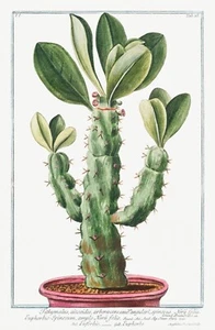 13740.Decor Poster.Room floral design.Garden plant.Botanical art.Cactus Flowers - Picture 1 of 1