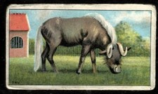 Tobacco Card, B Morris, ANIMALS AT THE ZOO, 1924, Gnu, #30