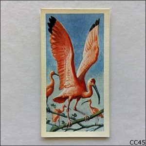 Brooke Bond Tea Card Tropical Birds 1961 #27 Scarlet Ibis (CC45)