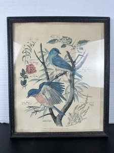 Vintage 50er Jahre Arthur Singer gerahmter Vogel Lithographie Druck signiert Originalrahmen - Bild 1 von 10