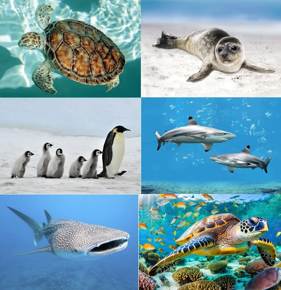 3 D Ansichtskarte Seehund Hai Postkarte Wackelkarte Hologrammkarte Bild Tier - Bild 1 von 1