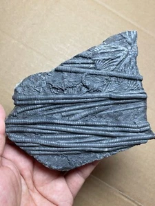340g Triassic Natural crinoid specimen Geologic rock - Picture 1 of 22
