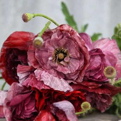 SEIDENMOHN 'Pandora' 200+ Samen PAPAVER RHOEAS Poppy MOHN Blumenwiese - Bild 1 von 3